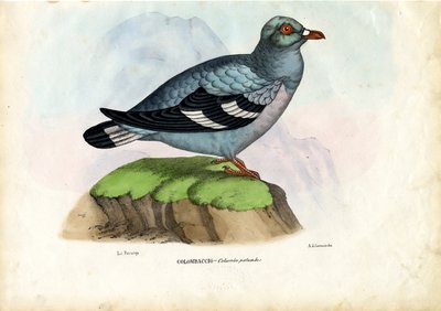 Wood Pigeon by Raimundo Petraroja